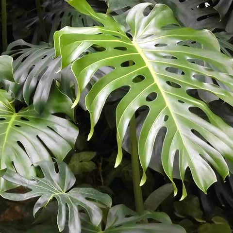Monstera Seeds 