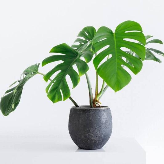 Monstera Seeds 