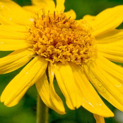 Montana Arnica Seeds