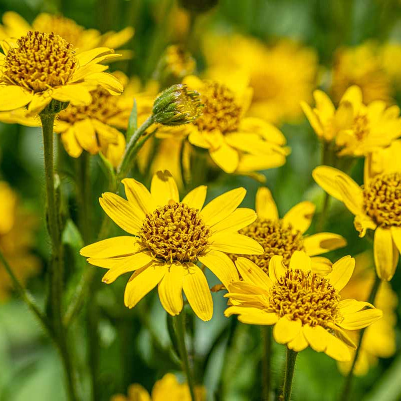 Montana Arnica Seeds