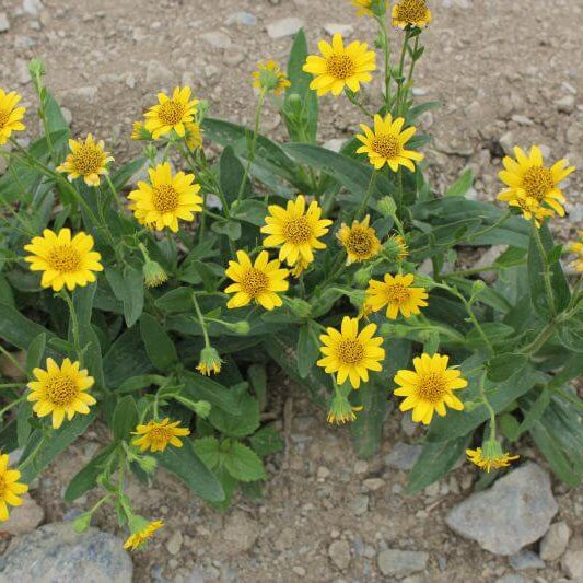 Montana Arnica Seeds