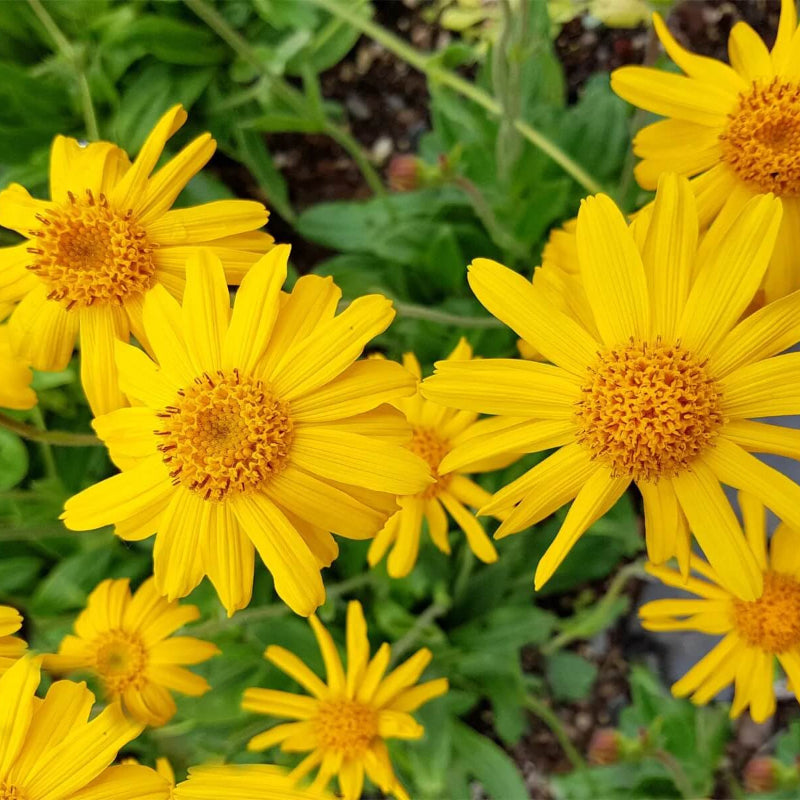 Montana Arnica Seeds