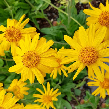Montana Arnica Seeds