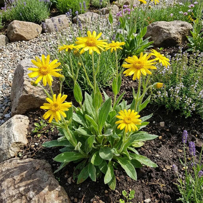 Montana Arnica Seeds