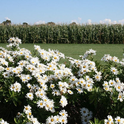 Montauk Daisy Seeds - Flower Plant
