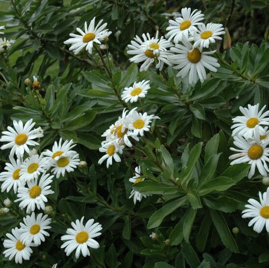 Montauk Daisy Seeds - Flower Plant