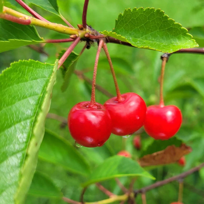 Montmorency Sour Cherry Tree Seeds
