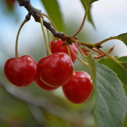 Montmorency Sour Cherry Tree Seeds