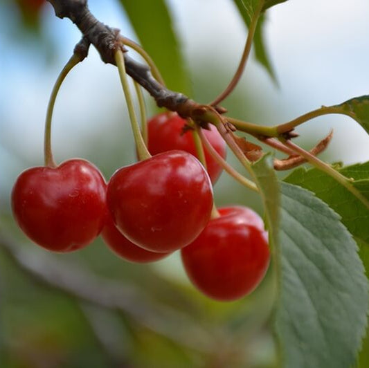 Montmorency Sour Cherry Tree Seeds