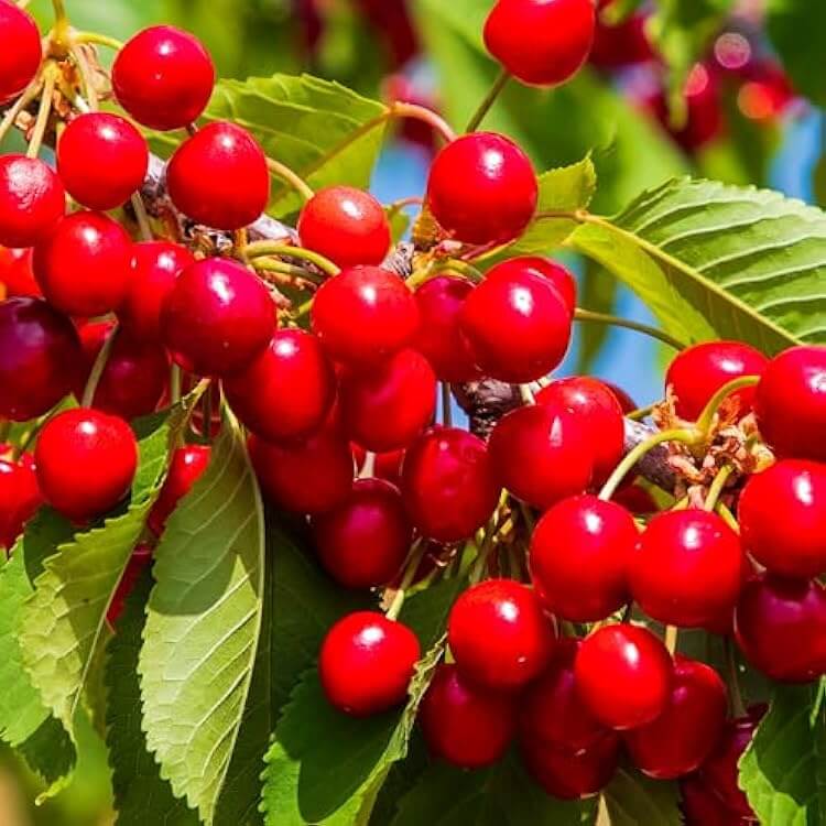 Montmorency Sour Cherry Tree Seeds