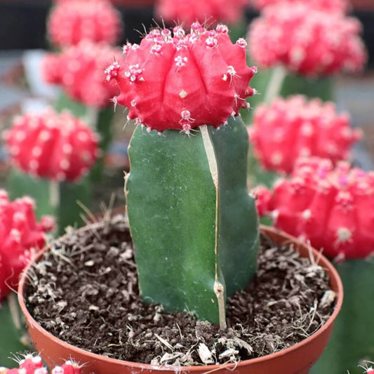 Moon Cactus Seeds - Succulent Plant for Home Gardens