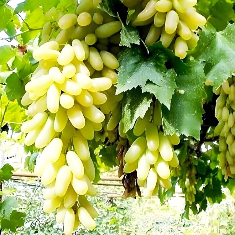 Moon Drop Green Grapes Seeds 