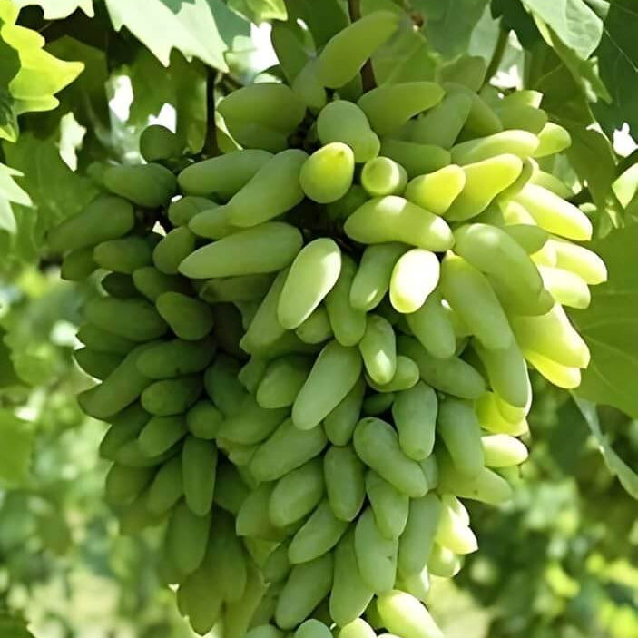 Moon Drop Green Grapes Seeds 