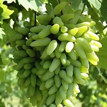 Moon Drop Green Grapes Seeds 