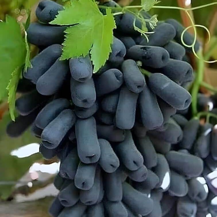 Moon Drops Black Grape Seeds