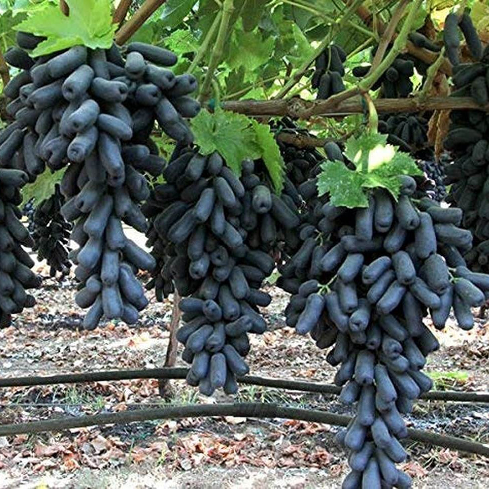 Moon Drops Black Grape Seeds