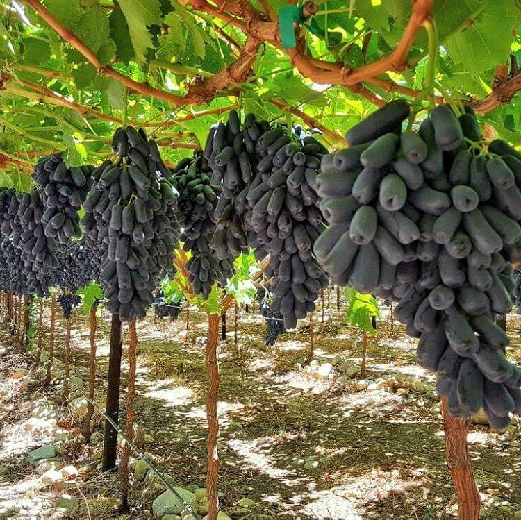 Moon Drops Black Grape Seeds