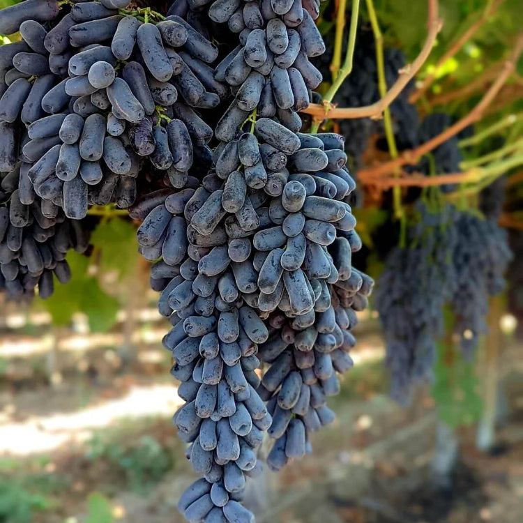 Moon Drops Grape Seeds