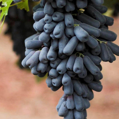 Moon Drops Grape Seeds