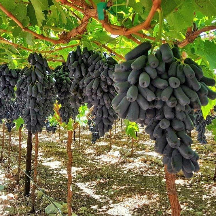 Moon Drops Grape Seeds