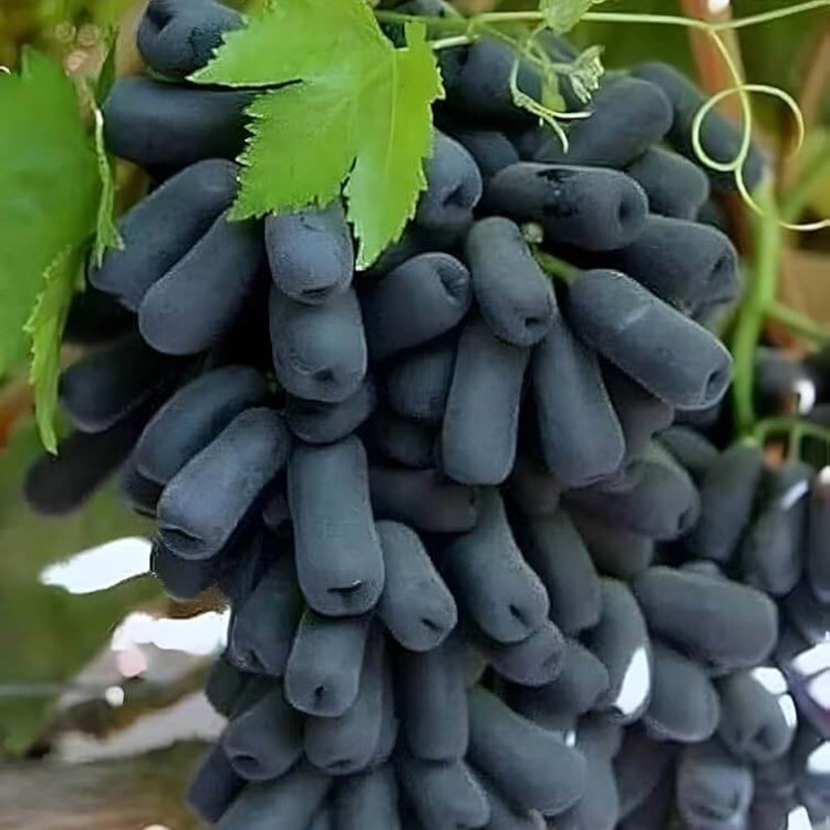 Moon Drops Grape Seeds