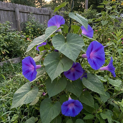 Moon Flower Blue Seeds - Heirloom Flower Plant for Home Gardens