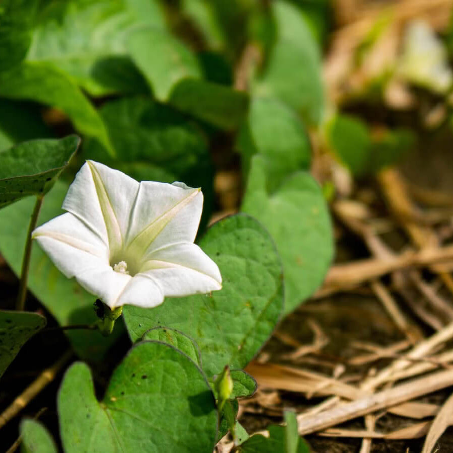 Moon Seeds - Flower Plant for Home Gardens