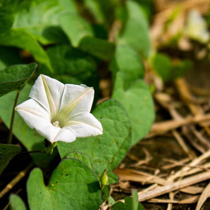 Moon Seeds - Flower Plant for Home Gardens