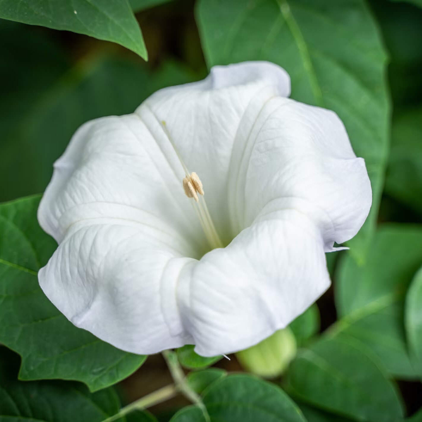 Moon Seeds - Flower Plant for Home Gardens