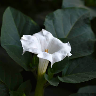 Moon Seeds - Flower Plant for Home Gardens