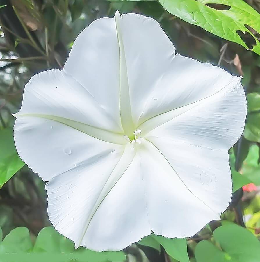 Moon Vine Seeds - Flower Plant