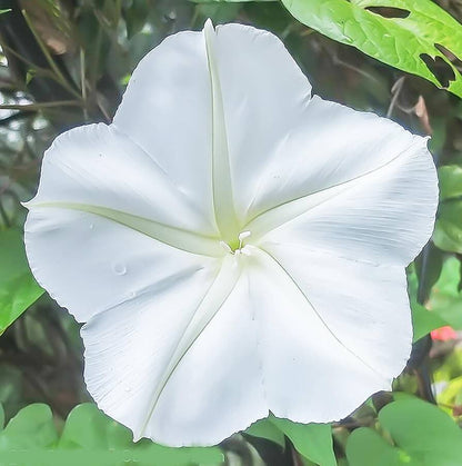 Moon Vine Seeds - Flower Plant