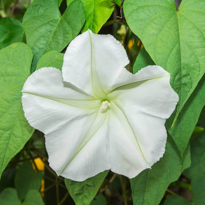 Moon Vine Seeds - Flower Plant