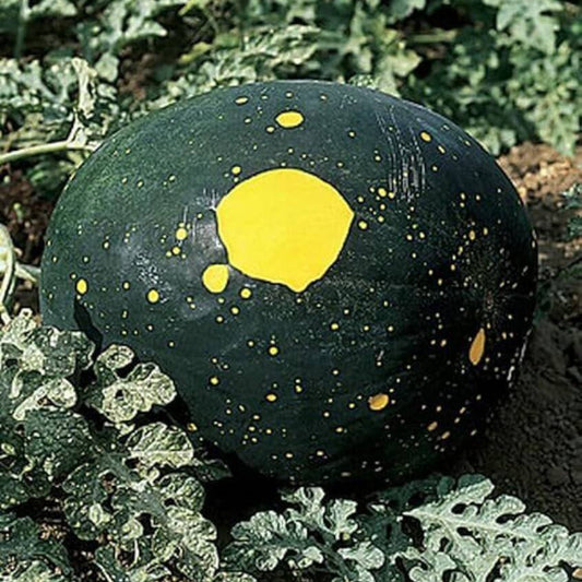 Moon and Stars Watermelon Seeds - Heirloom Fruit Plant for Home Gardens