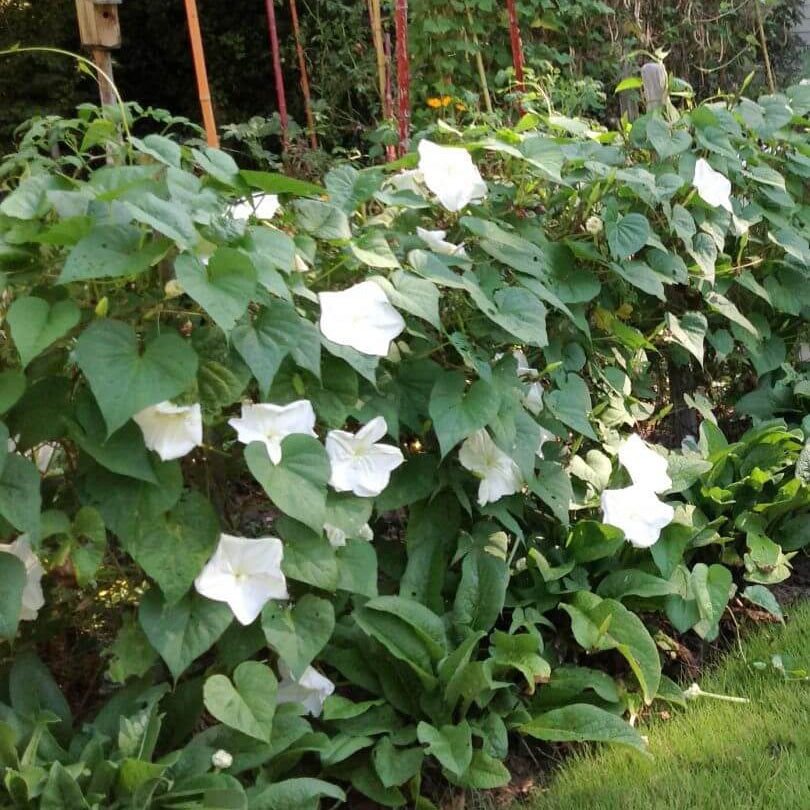 Moonflower Seeds