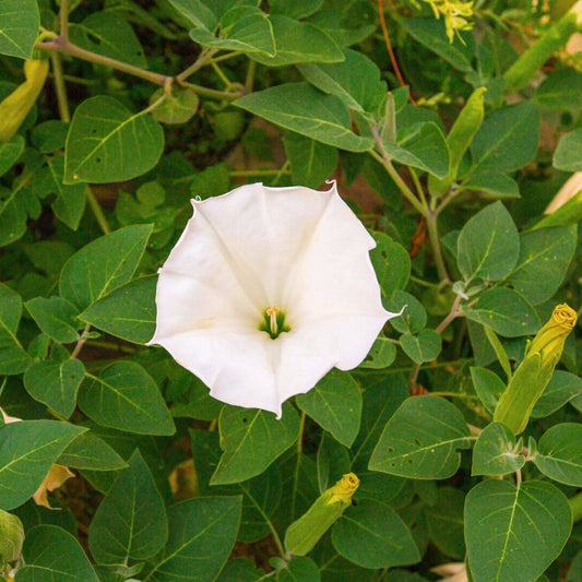 Moonflower Seeds