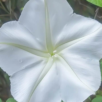 Moonflower Seeds