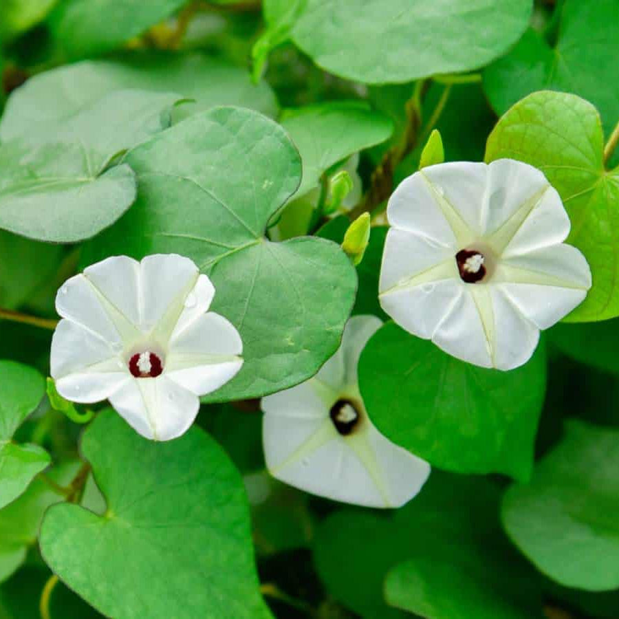 Moonflower Seeds