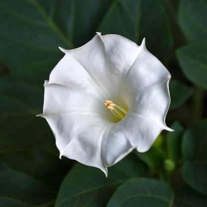 Moonflower Seeds - Flower Plant for Home Gardens