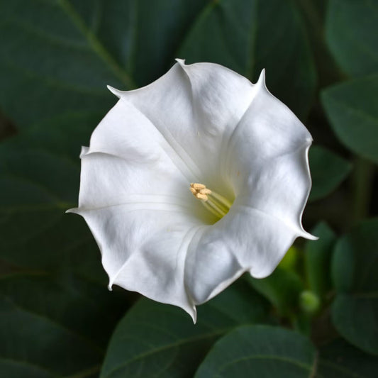 Moonflower Seeds - Flower Plant for Home Gardens