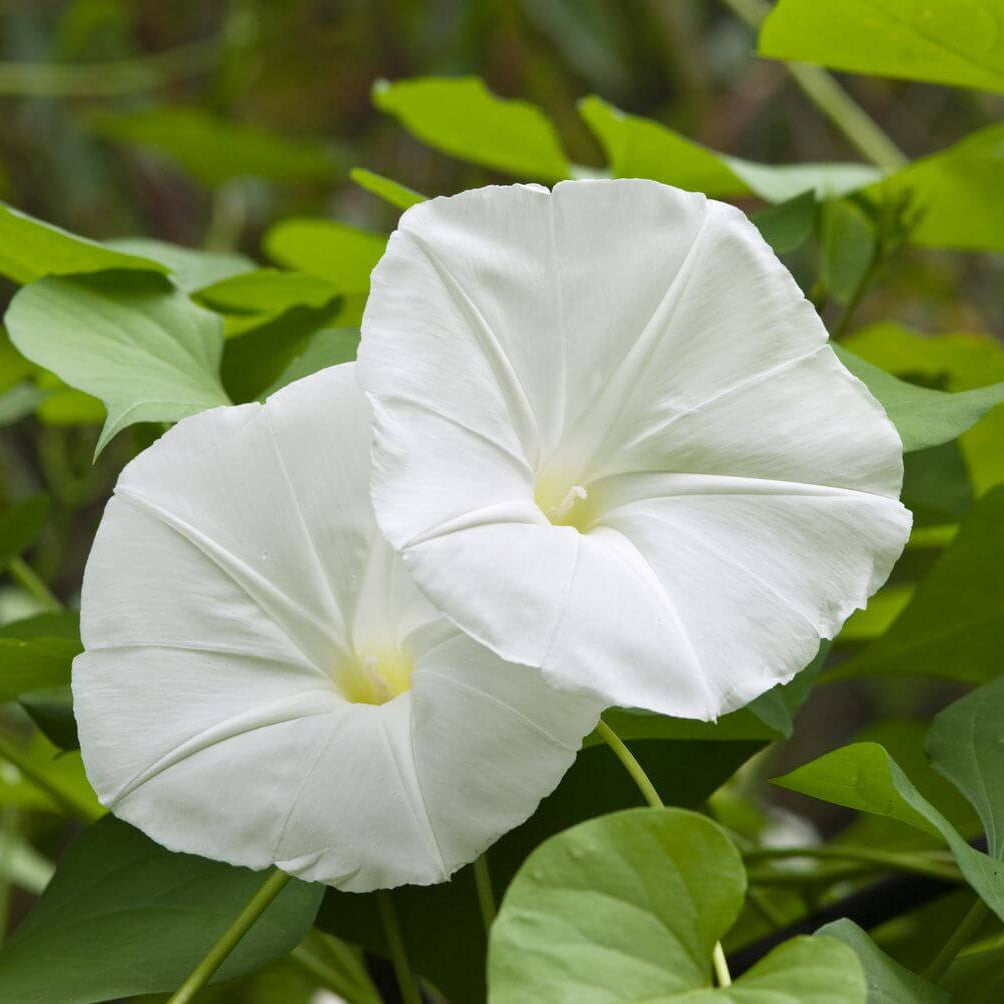 Moonflower Seeds - Flower Plant for Home Gardens