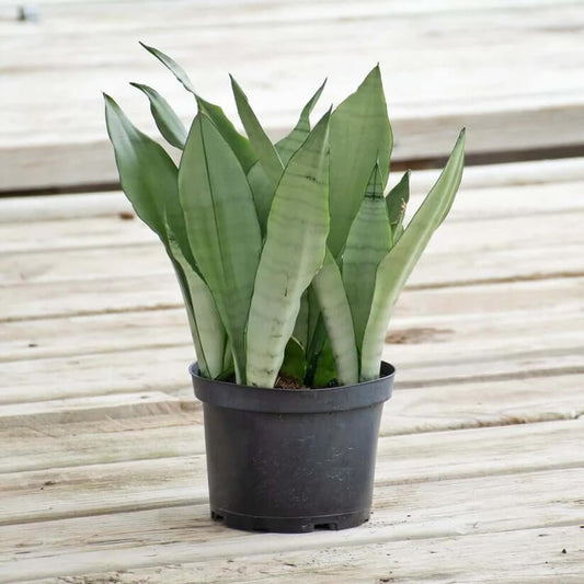 Moonshine Snake Plant seeds