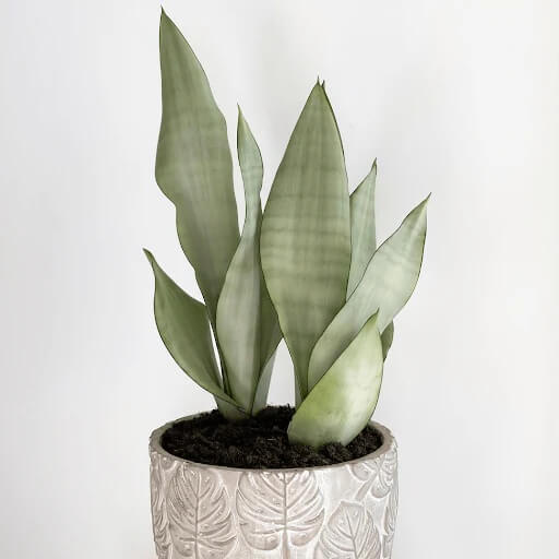 Moonshine Snake Plant seeds