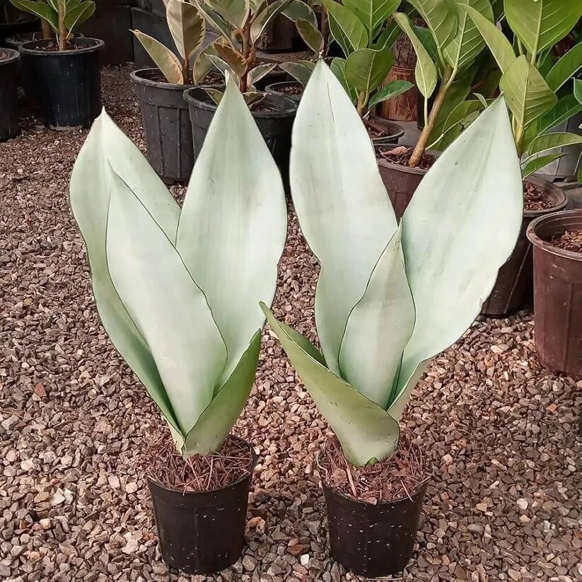 Moonshine Snake Plant seeds