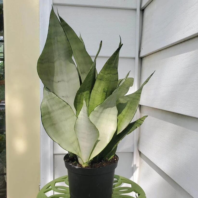 Moonshine Snake Plant seeds