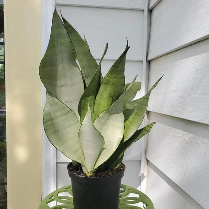 Moonshine Snake Plant seeds