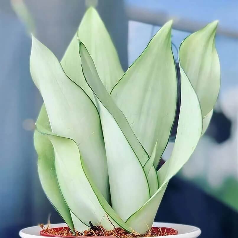 Moonshine Snake Plant seeds