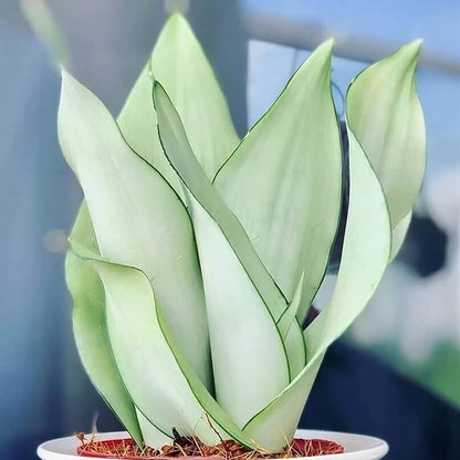 Moonshine Snake Plant seeds