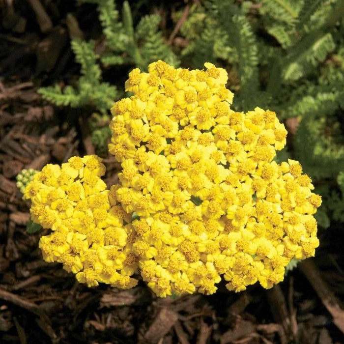 Moonshine Yarrow Seeds - Herbal Plant