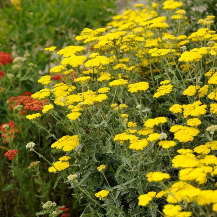 Moonshine Yarrow Seeds - Herbal Plant